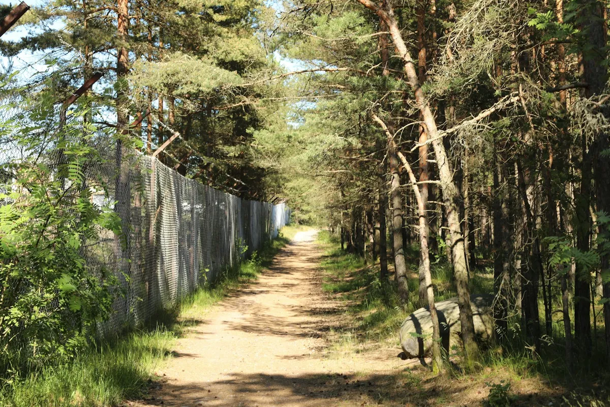 Sandy path through pine forest on Tulludden